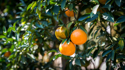 Ripe and fresh oranges hanging on branch, orange orchard. Orange on tree. Orange garden.