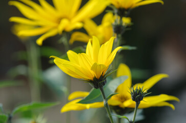 Yellow background from flowers. Macro
