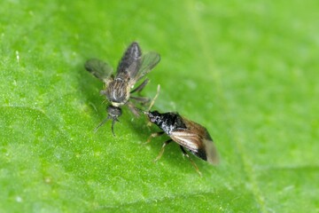 Minute pirate bugs or called flower bugs (Anthocoridae) is a family of bugs. Anthocorids are...
