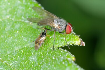Minute pirate bugs or called flower bugs (Anthocoridae) is a family of bugs. Anthocorids are predacious and feeds on many insects pests of crops - in the picture with a hunted fly. 