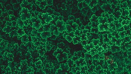 Green leaf background. Herb wall, plant wall, natural green wallpaper and background. nature wall. Nature background of green forest	