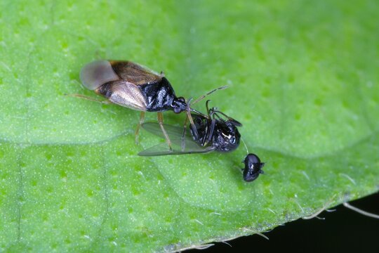 AnthocoridaeBilder StockFotos & Videos. Adobe Stock