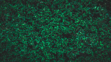 Green leaf background. Herb wall, plant wall, natural green wallpaper and background. nature wall. Nature background of green forest	