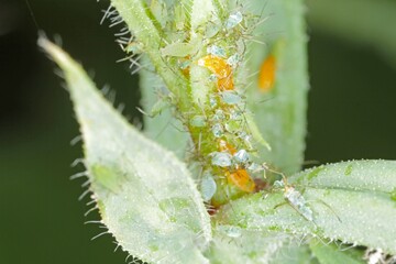 larva of an Aphidoletes aphidimyza (commonly referred to as the aphid midge) feeding on green Acyrthosiphon pisum commonly known as the pea aphid - obrazy, fototapety, plakaty