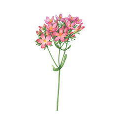 Closeup of bright pink centaurium flower (common centaury, centaurium erythraea). Watercolor hand drawn painting illustration isolated on white background.