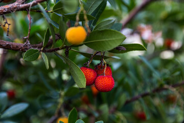 Obraz premium fruit on tree