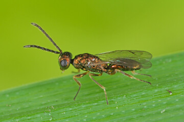 Adult Chalcidoid Wasp of the Superfamily Chalcidoidea