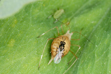The pea aphid Acyrthosiphon pisum parasitized by Braconidae (Hymenoptera) a family of parasitoid wasps - obrazy, fototapety, plakaty
