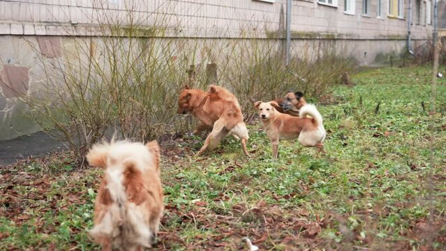 Fight of stray dogs on the street