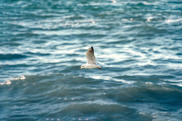 Fototapeta premium A seagull flies against the backdrop of water. A white seabird flies over the sea.