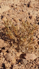 Plants in the Eilat Mountains Reserve in the Southern Negev Desert in Israel in the month of January