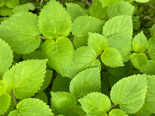 Close up of young and fresh green leaves of wild plant. Top view of a natural green leaves.