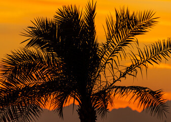 Fototapeta na wymiar palm leaves against the backdrop of a sunset