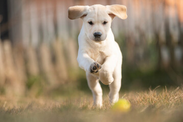 Labrador in corsa