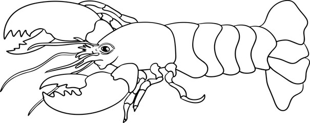 Lobster. Hand drawn underwater creatures. Vector sea life, seafood. Coloring pages with marine animals
