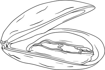 Mussels. Hand drawn underwater creatures. Vector sea life, seafood. Coloring pages with marine animals