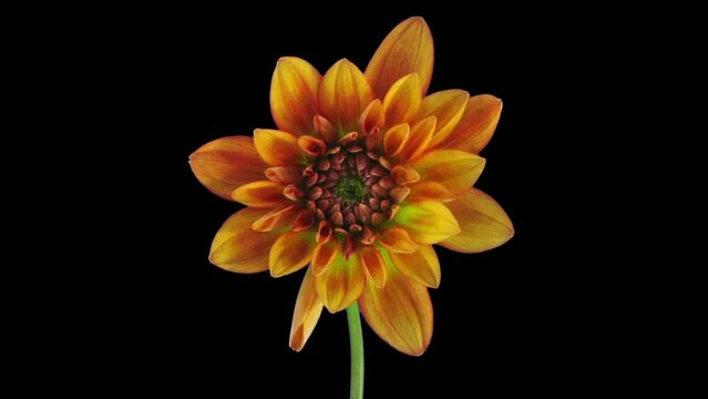 Time lapse of growing and opening orange dahlia flower in RGB + ALPHA matte format isolated on black background
