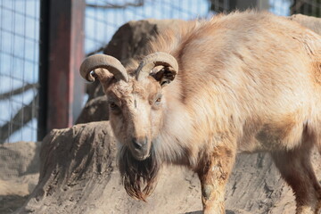 Fototapeta premium マーコール