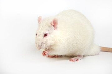 A white laboratory rat with red eyes isolated.
