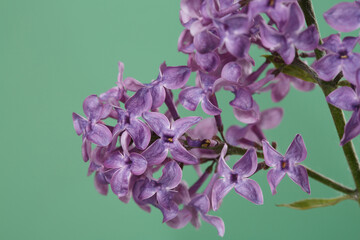 A bunch of lilacs in gentle purple color isolated on a green background.