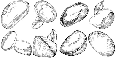 Brazilian nut or Brazil nut hand-drawn Vector Illustration isolated on background. Retro style farm product for restaurant menu, market label, logo, emblem, kitchen design. Decoration for packaging
