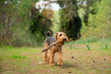 Portrait of welsh terrier dog carrying wooden stick during the walk in forest - 563857432