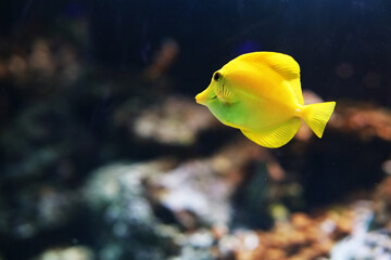 Colorful fish swim in the aquarium