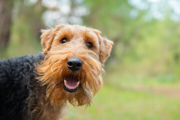 Portrait of welsh terrier dog during the walk in forest