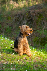 Portrait of welsh terrier dog sitting on the grass in sunlight during the walk in forest