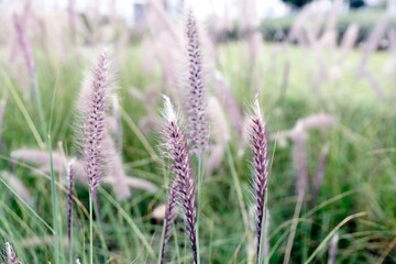 United Arab Emirates. Daily life.