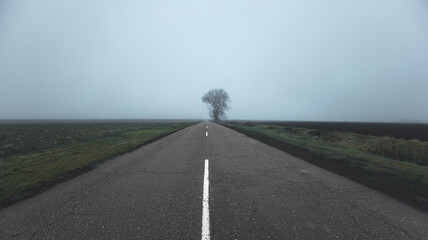 Ukraine, the road in the fog, thick fog, a lonely tree near the road