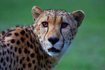 The cheetah (Acinonyx jubatus), also as the hunting leopard, portait.