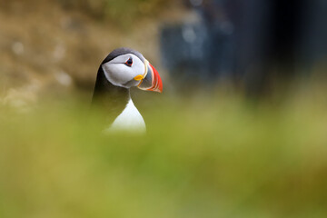 The Atlantic puffin (Fratercula arctica), also known as the common puffin,portrait with green background.