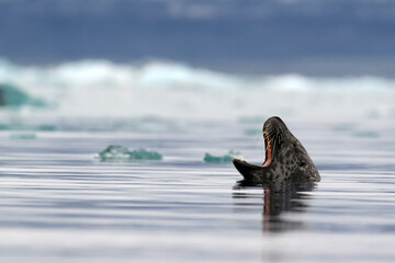 The gray seal (Halichoerus grypus) with its mouth open. Big seal in sea with floating ice.