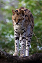 The serval (Leptailurus serval), a small African cat on a branch. A rare African cat with a green background.