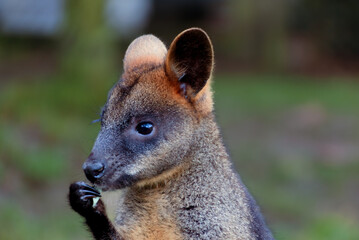 Swamp wallaby eating some Eucalyptus leaves at zoo , Rotterdam, the Netherlands - obrazy, fototapety, plakaty