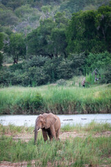 Obraz na płótnie Canvas Elephant at the river