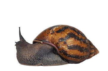 Adult size frican Giant Ghanese snail aka Giant African snail, Giant tiger land snail or Achatina Achatina , moving side ways. isolated cutout on a transparent background.