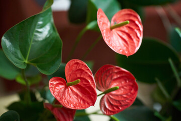 Anthurium flower close-up