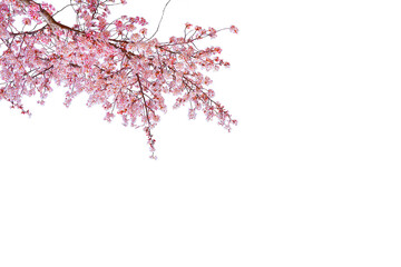 Pink cherry blossom in spring season isolated on white background.