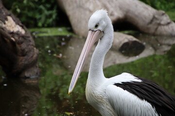 Australian pelican (Pelecanus conspicillatus) is a large waterbird in the family Pelecanidae, widespread on the inland and coastal waters of Australia and New Guinea, also in Fiji, parts of Indonesia.