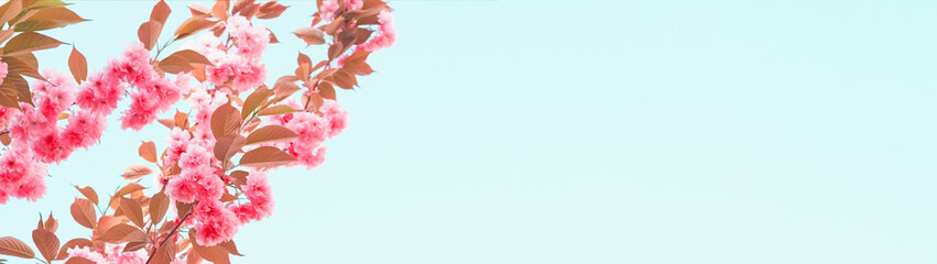 Close-up of pink flowers, blooming sakura branches against the blue sky. Outdoors. Copy space. Web banner.