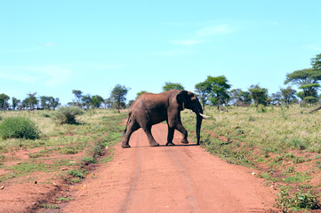 Fototapeta na wymiar Elephant crossing road in Tanzania