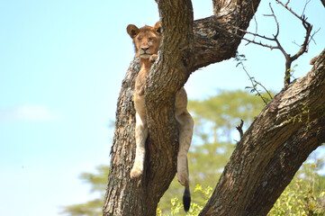 Fototapeta na wymiar Lion nap on a tree