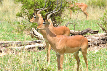 two Antelopes watching predator looking left