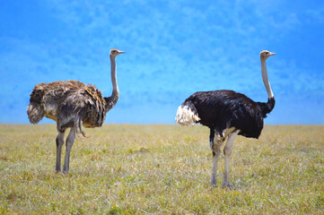 2 ostriches looking same direction