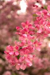 Fototapeta na wymiar Apple tree branch blooming with pink flowers in spring season close up