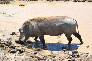 Warthog drinking water