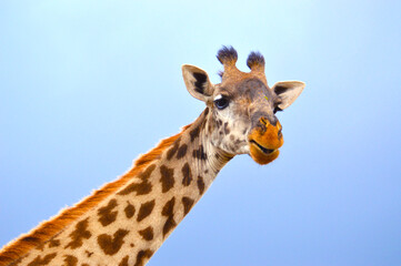 Giraffeportrait