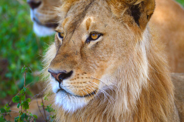 Lion staring